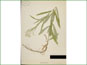 Le spécimen d'herbier d'Anaphalis margaritacea