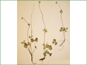 Le spécimen d'herbier d'Anemone parviflora