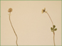 Flower and newly formed aggregate of achenes