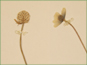 Flower and newly formed aggregate of achenes