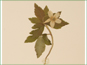 Solitary flower of Anemone quinquefolia var. bifolia