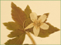 Solitary flower and stalk of Anemone quinquefolia var. bifolia