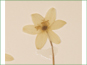 La fleur blanche dAnemone richardsonii