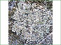 Aerial view of live Antennaria dimorpha