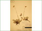 Le spécimen d'herbier d'Antennaria umbrinella