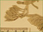 Les feuilles basaux et poilus d'Antennaria umbrinella