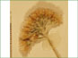 Les têtes de fleurs d'Antennaria umbrinella