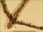 Arceuthobium plants on a Picea glauca branch