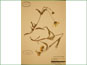 Le spécimen d'herbier dArnica angustifolia var. angustifolia