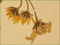 Les fleurs jaunes dArnica angustifolia var. angustifolia