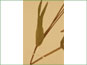 Les fleurs de la tige d'Arnica angustifolia var. angustifolia