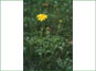 Live Arnica sororia plant