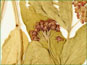 Ombelles de fleurs violacées d'Asclepias syriaca