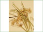 Ombelles de fleurs blanches d'Asclepias verticillata 