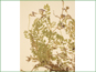 Astragalus bodinii plant