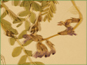 Les fleurs violacées d'Astragalus bodinii