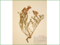 Herbarium specimen of Astragalus gracilis