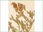 Astragalus gracilis flowers and leaves