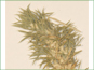 Leaves of Astragalus kentrophyta var. kentrophyta plant