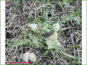 Live Astragalus purshii plant
