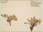 Le spécimen d'herbier d'Astragalus purshii
