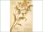 Le spécimen d'herbier d'Astragalus racemosus var. racemosus
