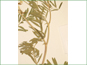 Les feuilles pennées d'Astragalus racemosus var. racemosus