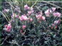 Live Astragalus spatulatus plant