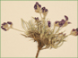 Astragalus spatulatus with purple flowers