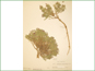 Herbarium specimen of Astragalus vexilliflexus var. vexilliflexus