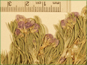 Les fleurs violettes Astragalus vexilliflexus var. vexilliflexus