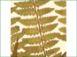 Les frondes dAthyrium filix-femina var. angustum avec sori