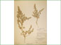 Le spécimen d'herbier d'Atriplex truncata