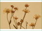 Les têtes de fleurs de Boltonia. asteroides var. recognita