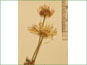 Les têtes de fleurs de Boltonia. asteroides var. recognita avec achaines