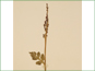 Les sporanges et la feuille de Botrychium hesperium 