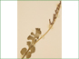 La plante de Botrychium lunaria avec les sporanges mûr