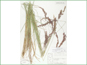 Le spécimen d'herbier de Calamagrostis lapponica