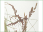 La panicule de Calamagrostis lapponica 