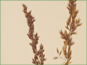 Les épis violacés dans la panicule de Calamagrostis lapponica 