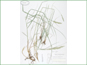Le spécimen d'herbier de Calamagrostis  rubescens