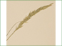 Calamagrostis rubescens panicle