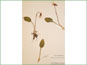 Le spécimen d'herbier de Calypso bulbosa var. americana