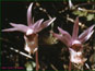 Live Calypso bulbosa var. americana flowers