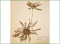 Le spécimen d'herbier de Camissonia brevifolia