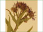 Les têtes de fleurs de Canadanthus modestus