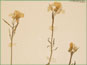 Les fleurs blanches de Cardamine pratensis 
