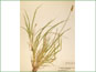 Le spécimen d'herbier de Carex alopecoidea