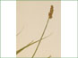 Carex alopecoidea spike