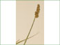 Carex alopecoidea spike